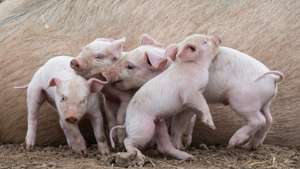 Free-range pigs