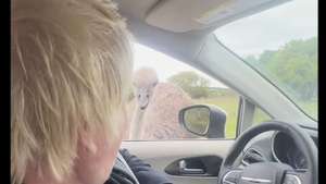 Boris Johnson atacado por avestruz