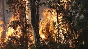 Bombeiros combatem o incêndio florestal que deflagrou ao início da tarde na zona de Eirol/Eixo, no concelho de Aveiro, e obrigou ao corte da Autoestrada do Norte (A1), em Aveiro, 18 de setembro de 2026. PAULO NOVAIS/LUSA