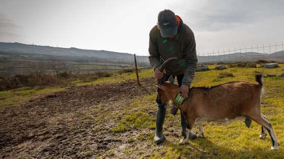 O pastor António José Teixeira do projeto “Rebanhos Mais” com uma cabra parda que utiliza um dispositivo de geolocalização do projeto “Rebanhos Mais” que utiliza o pastoreio para gerir espaços naturais e prevenir incêndios, na aldeia de  Lamas, Ribeira de Pena, 27 de fevereiro de 2021. Criadores da serra do Alvão estão a colocar coleiras GPS em cabras bravias e vacas maronesas para acompanharem as movimentações dos animais à distância, através de uma aplicação de telemóvel e no âmbito do projeto “Rebanhos +”. (ACOMPANHA TEXTO DA LUSA DO DIA 02 DE MARÇO DE 2021). PEDRO SARMENTO COSTA/LUSA