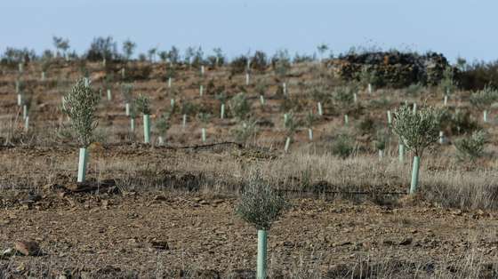 Campo agrícola (olival) que sofre os efeitos da seca no nordeste Algarvio, Martim Longo, 24 de novembro de 2017. (ACOMPANHA TEXTO DE 27/11/2017) LUÍS FORRA/LUSA