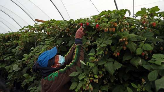 Uma trabalhadora apanha framboesas numa estufa de uma empresa de exportação de frutos vermelhos, que aumentou 20% o seu volume de negócios neste ano, apesar dos desafios impostos pela pandemia de covid-19 que a obrigaram a repensar a sua estratégia no mercado, em Odemira, 16 de dezembro de 2020. (ACOMPANHA TEXTO DA LUSA DO DIA 01 DE JANEIRO DE 2021). NUNO VEIGA/LUSA