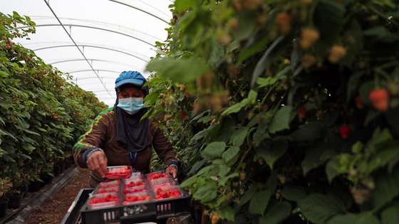 Uma trabalhadora apanha framboesas numa estufa de uma empresa de exportação de frutos vermelhos, que aumentou 20% o seu volume de negócios neste ano, apesar dos desafios impostos pela pandemia de covid-19 que a obrigaram a repensar a sua estratégia no mercado, em Odemira, 16 de dezembro de 2020. (ACOMPANHA TEXTO DA LUSA DO DIA 01 DE JANEIRO DE 2021). NUNO VEIGA/LUSA