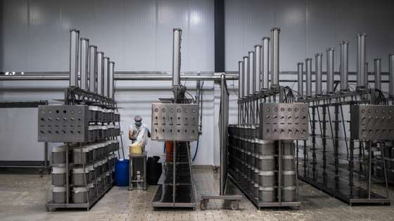 Crise sismo-vulcânica afasta 15% dos trabalhadores da fábrica de queijos de São Jorge, nos Açores. Apesar da falta de trabalhadores, a maior preocupação é a falta de leite e a crise económica. 31 de Março de 2022 São Jorge, Arquipélago dos Açores TOMÁS SILVA/OBSERVADOR