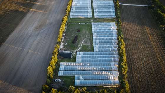 Estufas que pertencem à deputada e porta-voz do PAN Inês Sousa Real. Uma das empresas chama-se Red Fields, no Montijo. Montijo, 15 de novembro de 2021. JOÃO PORFÍRIO/OBSERVADOR