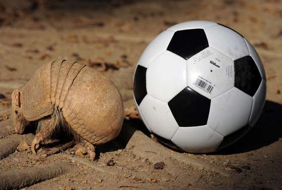 A Brazilian Three banded armadillo (Tolypeutes tricinctus), aka Tatu-Bola in Portuguese stands next to a football, on September 18, 2012, in Rio de Janeiro. The Tatu-Bola was chosen as the mascot of the FIFA World Cup Brazil 2014.    AFP PHOTO/VANDERLEI ALMEIDA        (Photo credit should read VANDERLEI ALMEIDA/AFP/GettyImages)