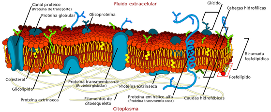 Cell_membrane_detailed_diagram_pt_ LadyofHats