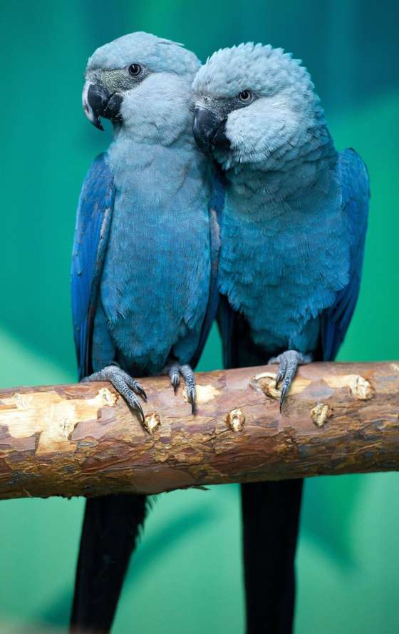 Spix's macaws Felicitas (L) and Frieda sit on a branch in their aviary at the association for the prrotection of endangered parrots in Schoeneiche, eastern Germany, on October 11, 2011. According to the association, the Spix's macaw is the rarest parrot species in the world. In the wild, the parrots are extinct since the year 2000, but they are conserved in breeding programs.     AFP PHOTO    PATRICK PLEUL     GERMANY OUT (Photo credit should read PATRICK PLEUL/AFP/Getty Images)