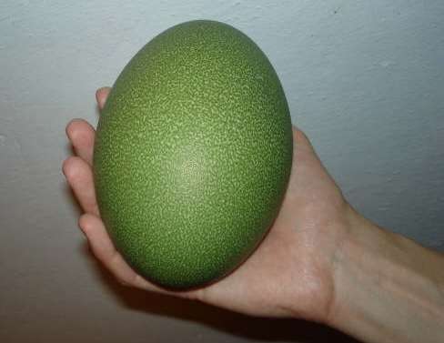 Casuar ovo_HTO_Wikimedia_2