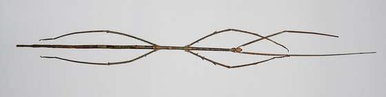 Phobaeticus_chani_Bragg,_2008;_Holotype_Female_dorsal_view_ P.E. Bragg
