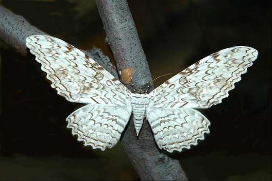 Thysania_agrippina_0001b_L.D_Acrocynus