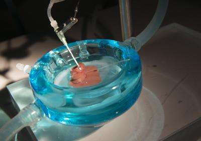 Transplante f&Atilde;&shy;gado rato_Wally Reeves - Korkut Uygun - Maish Yarmush - Harvard University