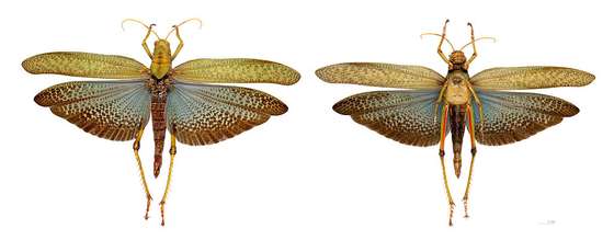 Tropidacris_collaris_MHNT_Didier Descouens