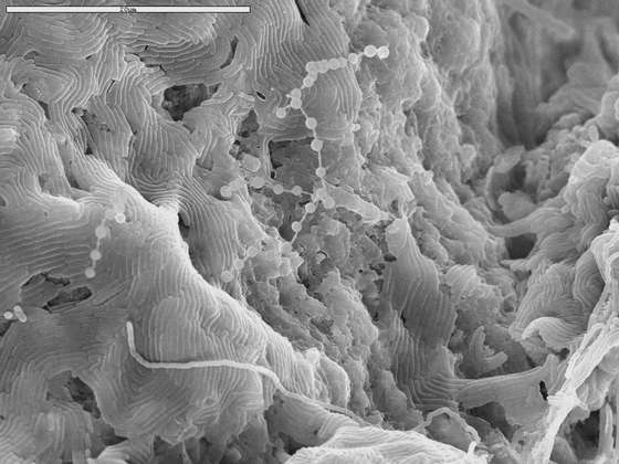 biofilmes da Gruta da Terra Mole (Ilha Terceira), vistos ao microscÃ³pio electrÃ³nico de varrimento - Diana Northup e Mike Spilde