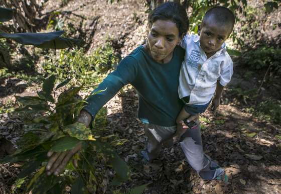 Nicaraguan coffee grower Gloria Balladares, 43, shows a rust blighted coffee plant at a plantation near Somoto, 200km from Managua on February 26, 2014. The 2013-2014 coffee harvest fell 28% compared to the previous one due to the rust disease, leaving unemployed 90,000 people among the 300,000 who usually work in the sector during harvest time.   AFP PHOTO/ Inti OCON        (Photo credit should read Inti Ocon/AFP/Getty Images)