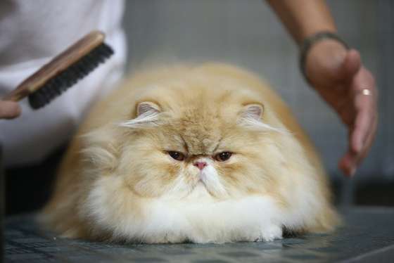 BERLIN, GERMANY - NOVEMBER 02:  Tizian, a persian cat, gets a last-minute brushing before judging at a cat competition at the pet trade fair (Heimtiermesse) at Velodrom on November 2, 2012 in Berlin, Germany. Exhibitors are showing the latest trends in collars, snacks and other accessories for cats, dogs and other household pets.  (Photo by Sean Gallup/Getty Images)