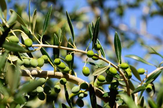 An olive branch is seen at Cuna de Olivares? 500-hectare olive plantation in Reduccion district, Mendoza, Argentina on January 25, 2013, where different varieties of olives are developed to produce olive oil. Olive trees are clones of the same genetic variety so there is not variability between plants.  AFP PHOTO / DANIEL GARCIA        (Photo credit should read DANIEL GARCIA/AFP/Getty Images)