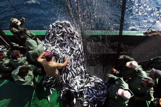 Fishermen collect bonitos as they sail on the Black Sea, near Zonguldak, on September 1, 2013, during the start of the fishing season. Horse mackerel and bonito are caught in nets during the beginning of the fishing season. AFP PHOTO/GURCAN OZTURK        (Photo credit should read GURCAN OZTURK/AFP/Getty Images)