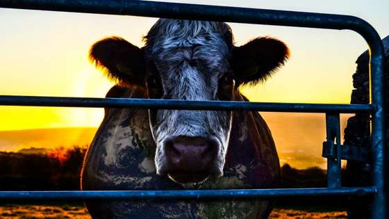 cowspiracy_770x433_acf_cropped