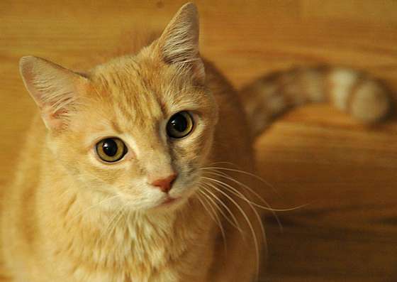 A domestic cat sits in October 17, 2010 in Manassas, VA. AFP PHOTO/Karen BLEIER (Photo credit should read KAREN BLEIER/AFP/Getty Images)