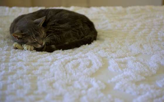 A six-toed cat, one of many that reside at the museum home of author Ernest Hemingway, is seen sleeping on a bed February 18, 2013 in Key West, Florida. Hemingway was given a white six-toed cat by a ship's captain and some of the cats who live on the museum grounds are descendants of that original cat, named Snowball.  AFP PHOTO/ Karen BLEIER        (Photo credit should read KAREN BLEIER/AFP/Getty Images)