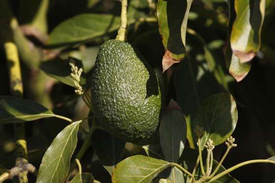 VALLEY CENTER, CA - MARCH 5:  An avocado hangs from a tree at a farm in Pauma Valley on March 5, 2014 near Valley Center, California. The Chipotle restaurant chain 2013 annual report concludes that increasing weather volatility as well as weather pattern changes and global climate change could have a significant impact on the price or availability of some of their ingredients. As the costs of basics like avocados rise, Chipotle may reluctantly choose to temporarily drop some items from their menu such as guacamole and one or more salsas. Chipotle reportedly uses 97,000 pounds of avocados per day, about 35.4 million pounds per year.   (Photo by David McNew/Getty Images)