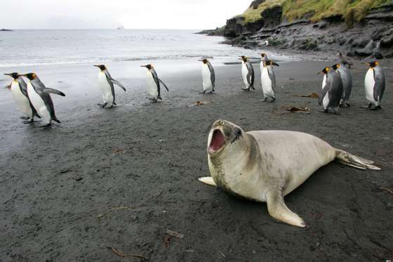 (FILES) In this file picture taken on July 1, 2007 a colony of king penguins and an elephant seal are pictured 01 July 2007 on Possession Island in the Crozet archipelago in the Austral seas. Tagging penguins with flipper bands harms their chances of survival and breeding, a finding which raises doubts over studies that use these birds as telltales for climate change, biologists said on January 12, 2011.    AFP PHOTO MARCEL MOCHET (Photo credit should read MARCEL MOCHET/AFP/Getty Images)