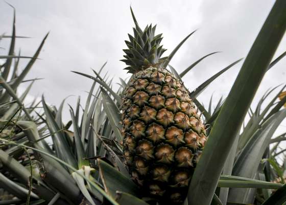 TO GO WITH AFP STORY IN FRENCH BY CHRISTOPHE KOFFI A pineapple is seen on a plantation on April 28, 2009 near the Ivorian town of Aboisso, some 100 kms east of Abidjan. The Ivorian pineapple, which 10 years ago was the leader on the European market, is experiencing a deep crisis with a 70 percent drop in its production after being edged out by its Latin American competitors. The Ivorian pineapple currently represents less than 10 percent on the European market compared with its Costa Rican compeptitor, which holds an 80 percent share in Europe.  AFP PHOTO / ISSOUF SANOGO        (Photo credit should read ISSOUF SANOGO/AFP/GettyImages)