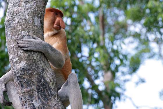 In this picture taken on November 6, 2012, a proboscis monkey sits in a tree at a sanctuary in Malaysia's Sabah state, Borneo. Expanding palm oil plantations in Malaysian Borneo are rapidly eating into the habitat of the rare monkeys, which are only found on the southeast Asian island, causing its numbers to decline sharply in recent years. AFP PHOTO / ALEX OGLE        (Photo credit should read Alex Ogle/AFP/Getty Images)