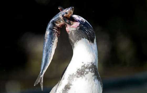 A Humboldt penguin eats a sardine at Santiago's zoo on April 3, 2013. The El Nino phenomenon and the action of fishermen, whose nets tangle up hundreds of penguins each year, threaten the species in the area of Pajaros Ninos island. AFP PHOTO/MARTIN BERNETTI        (Photo credit should read MARTIN BERNETTI/AFP/Getty Images)