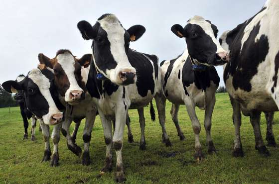 A picture taken on June 11, 2013 shows Holstein cows in a farm in Laqueuille, centre France. AFP PHOTO THIERRY ZOCCOLAN        (Photo credit should read THIERRY ZOCCOLAN/AFP/Getty Images)