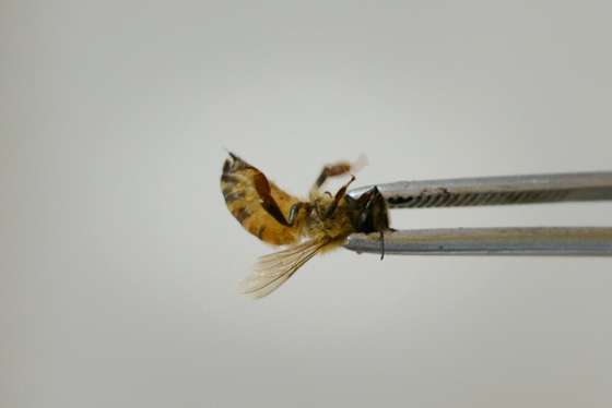 TO GO WITH China-medicine-science-bee,FEATURE by Neil CONNOR In a photo taken on August 2, 2013, doctor of traditional Chinese medicine Wang Menglin uses tweezers to hold a bee at his clinic on the outskirts of Beijing.  Patients in China are swarming to acupuncture clinics to be given bee stings to treat or ward off life-threatening illness, arthritis, and cancer, practitioners say. More than 27,000 people have undergone the painful technique -- each session can involve dozens of punctures -- at Wang Menglin's clinic in Beijing, says the bee acupuncturist who makes his living from believers in the concept.     AFP PHOTO / Ed Jones        (Photo credit should read Ed Jones/AFP/Getty Images)