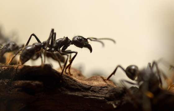 TO GO WITH AFP STORY BY VERONIQUE MARTINACHE Giant ants (Paraponera Clavata) are pictured at the "Palais de la Decouverte" on October 10, 2013 in Paris. The exhibition "Mille milliards de fourmis" will run from October 15, 2013 to August 24, 2014. AFP PHOTO / ERIC FEFERBERG        (Photo credit should read ERIC FEFERBERG/AFP/Getty Images)