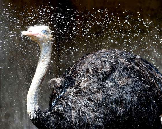 BOZHOU, CHINA - JULY 20: (CHINA OUT) An ostrich is sprayed with water for cooling at the Zoo of Caocao Park on July 20, 2014 in Bozhou, Anhui Province of China.  According to the weather forecast, the temperature will be above 35 degrees Celsius (95 degrees Fahrenheit) in Huanghuai and Jianghuai plains. (Photo by ChinaFotoPress/ChinaFotoPress via Getty Images)