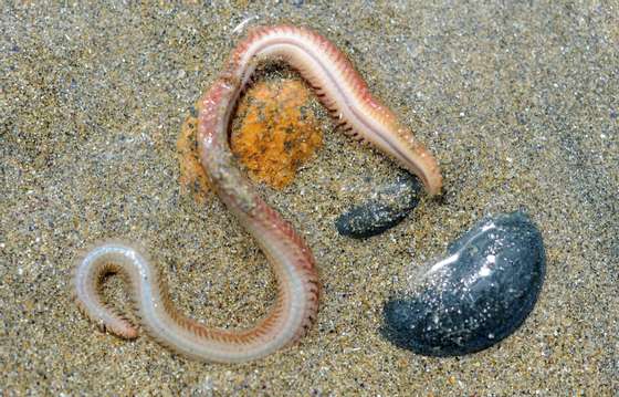 TO GO WITH AFP STORY BY SANDRA FERRER  A marine worm is seen on the sand on May 20, 2014 in Saint-Jean-du-Doigt, western France. The blood of a simple marine worm could soon revolutionize medicine through its oxygenating power and its compatibility with all blood types, a chance discovery developed by a young company from Brittany called Hemarina.   AFP PHOTO FRED TANNEAU        (Photo credit should read FRED TANNEAU/AFP/Getty Images)