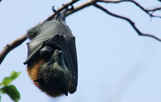 SYDNEY, AUSTRALIA - MARCH 20:  A Grey-Headed Flying Fox hangs from it's roost at the Royal Botanic Gardens March 20, 2008 in Sydney, Australia. Flying Foxes, or fruit bats, have taken up permanent roosts in the Botanic Gardens, causing major damage to heritage trees in the park. The Royal Botanic Gardens has begun a program to deter the flying foxes from roosting, as there are now some 11,000 bats roosting in the park. Deterents include noise to disturb sleep patterns, plastic bags attached to branches of trees, strobe lights, odours, and the playing of taped distress calls.  (Photo by Ian Waldie/Getty Images)