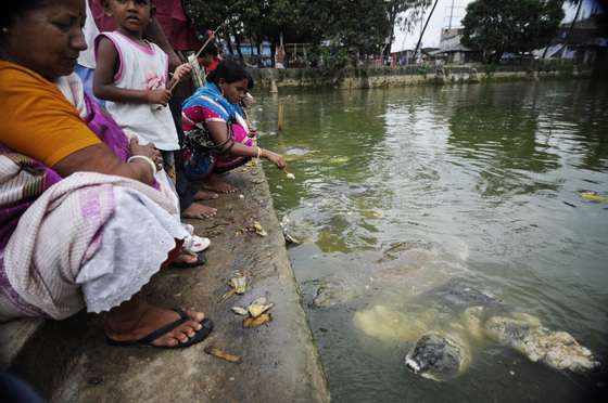 Bangladeshi women feed turtles at Bayazid Bostami shrine in Chittagong on April 18, 2009. As well as assistance with fertility, believers say the turtles can help improve economic fortunes and a variety of health complaints. Thousands of people flock to the tomb of Bayazid Bostami every day to visit 600 rare black soft-shelled turtles, some of which are more than 100 years old, who live in the pond under the shrine. Local folklore suggests the turtles are incarnations of two genies, called Gadari and Madari, who followed Saint Bayazid Bostami of Iran to Bangladesh when he came to preach Islam here more than 1,000 years ago. AFP PHOTO/Munir uz ZAMAN. (Photo credit should read MUNIR UZ ZAMAN/AFP/Getty Images)