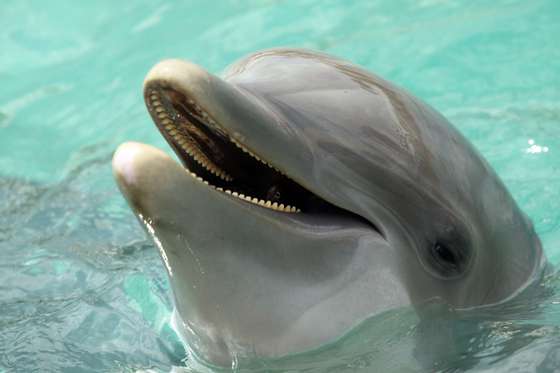 KEY BISCAYNE, FL - MARCH 24:  A dolphin is seen during day two of the 2010 Sony Ericsson Open at Miami Seaquarium on March 24, 2010 in Key Biscayne, Florida.  (Photo by Chris McGrath/Getty Images)