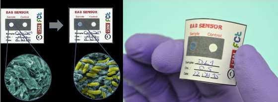 bacterias02