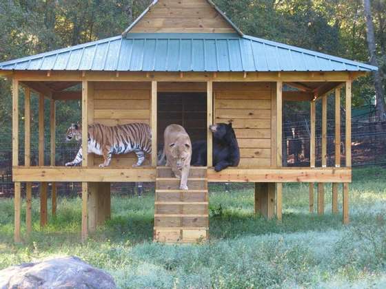 blt-bear-lion-tiger-noahs-ark-rescue-7