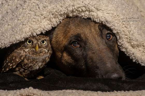 dog owl