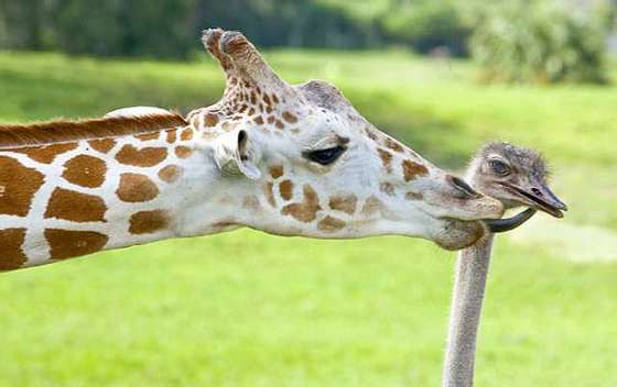 giraffe