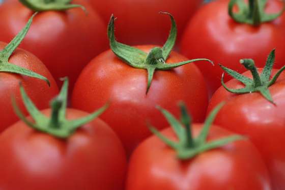 LONDON, ENGLAND - OCTOBER 09:  Tomatoes are displayed at the RHS (Royal Horticultural Show) London Harvest Festival Show on October 9, 2012 in London, England. Growers from across the UK come together for the show at the RHS Horticultural Halls in Westminster to exhibit their seasonable bounty in the annual fruit and vegetable competition.  (Photo by Dan Kitwood/Getty Images)