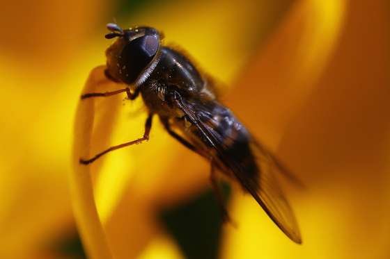 LONDON, ENGLAND - FEBRUARY 24:  A Hoverfly collects pollen from a crocus in Hyde Park as the first signs of Spring begin to show across the United Kingdom on February 24, 2014 in London, England. After one of the wettest winters on record and severe flooding nature is showing the signs of the arrival of Spring with the first daffodils and crocuses showing their blooms.  (Photo by Dan Kitwood/Getty Images)