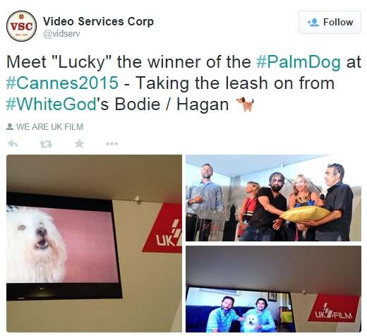 lucky-palm-dog