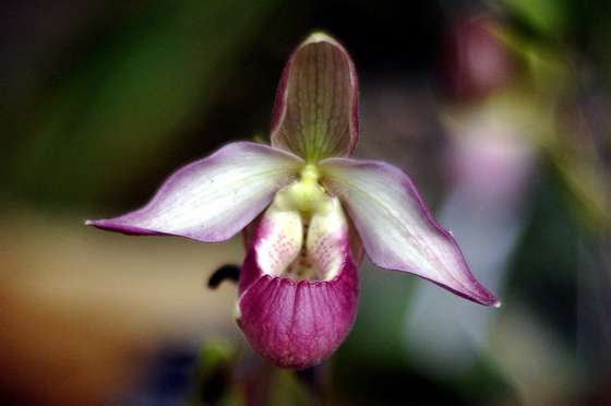 View of a "Paphiopedilum" orchid during the "Cali-Orchids 2011" exposition, on September 25, 2011, in Cali, department of Valle del Cauca, Colombia. The exhibition is composed of some 5000 plants, and has been qualified by the American Orchid Society as one of the ten best orchid expositions of the world. AFP PHOTO / Luis ROBAYO (Photo credit should read LUIS ROBAYO/AFP/Getty Images)