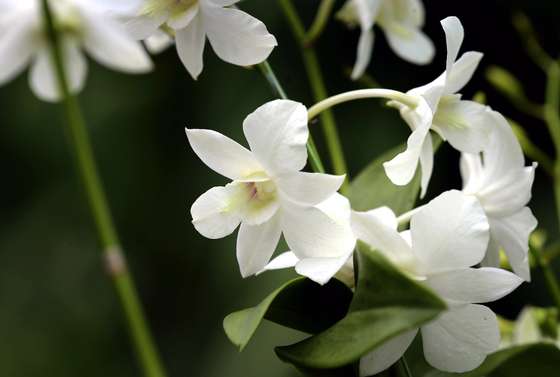 SINGAPORE - SEPTEMBER 11:  A detail shot of an orchid named in honour of Diana, Princess of Wales at Singapore Botanical Gardens ahead of a visit by Prince William, Duke of Cambridge and Catherine, Duchess of Cambridge on day 1 of their Diamond Jubilee tour on September 11, 2012 in Singapore.  Prince William, Duke of Cambridge and Catherine, Duchess of Cambridge are on a Diamond Jubilee Tour of the Far East taking in Singapore, Malaysia, the Solomon Islands and the tiny Pacific Island of Tuvalu.  (Photo by Chris Jackson/Getty Images)