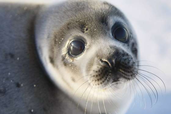 CHARLOTTETOWN, CANADA - MARCH 27:  A Harp seal pup lies on an ice floe March 27, 2008 in the Gulf of Saint Lawrence in Canada. Canada's seal hunt is expected to start tomorrow and the government has said this year 275,000 harp seals can be harvested. Many animal protection organizations have condemned the Canadian Department of Fisheries and Oceans following its announcement of the 2008 commercial seal hunt quota .  (Photo by Joe Raedle/Getty Images)