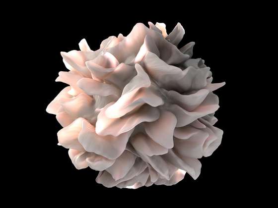 Imagem art&Atilde;&shy;stica de uma c&Atilde;&copy;lula dendr&Atilde;&shy;tica mostrando a forma como a membrana se dobra de forma a "agarrar" os v&Atilde;&shy;rus, bact&Atilde;&copy;rias ou outros agentes estranhos - Don Bliss & Sriram Subramaniam/National Cancer Institute