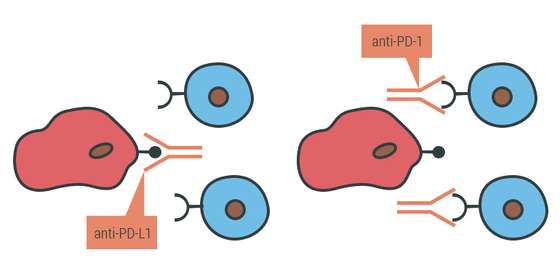 Os medicamentos anti-PD-L1 e anti-PD-1 vÃ£o impedir que o ligando ative o recetor - Andreia Reisinho Costa/Observador